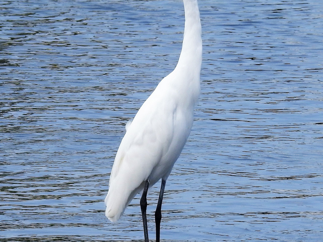 Site Ornithologique De Ravine Sable-Anse-Bertrand必去景点