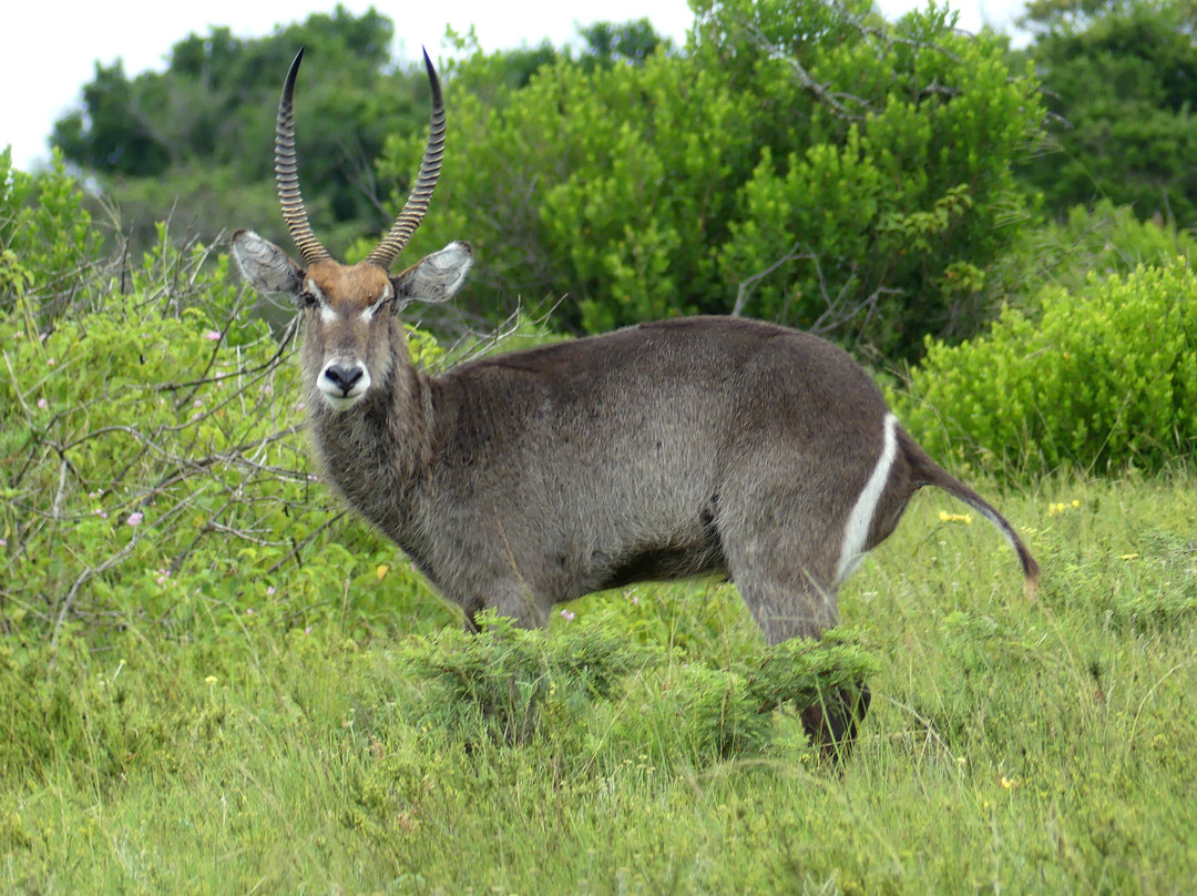 Inkwenkwezi Private Game Reserve-Carleen必去景点