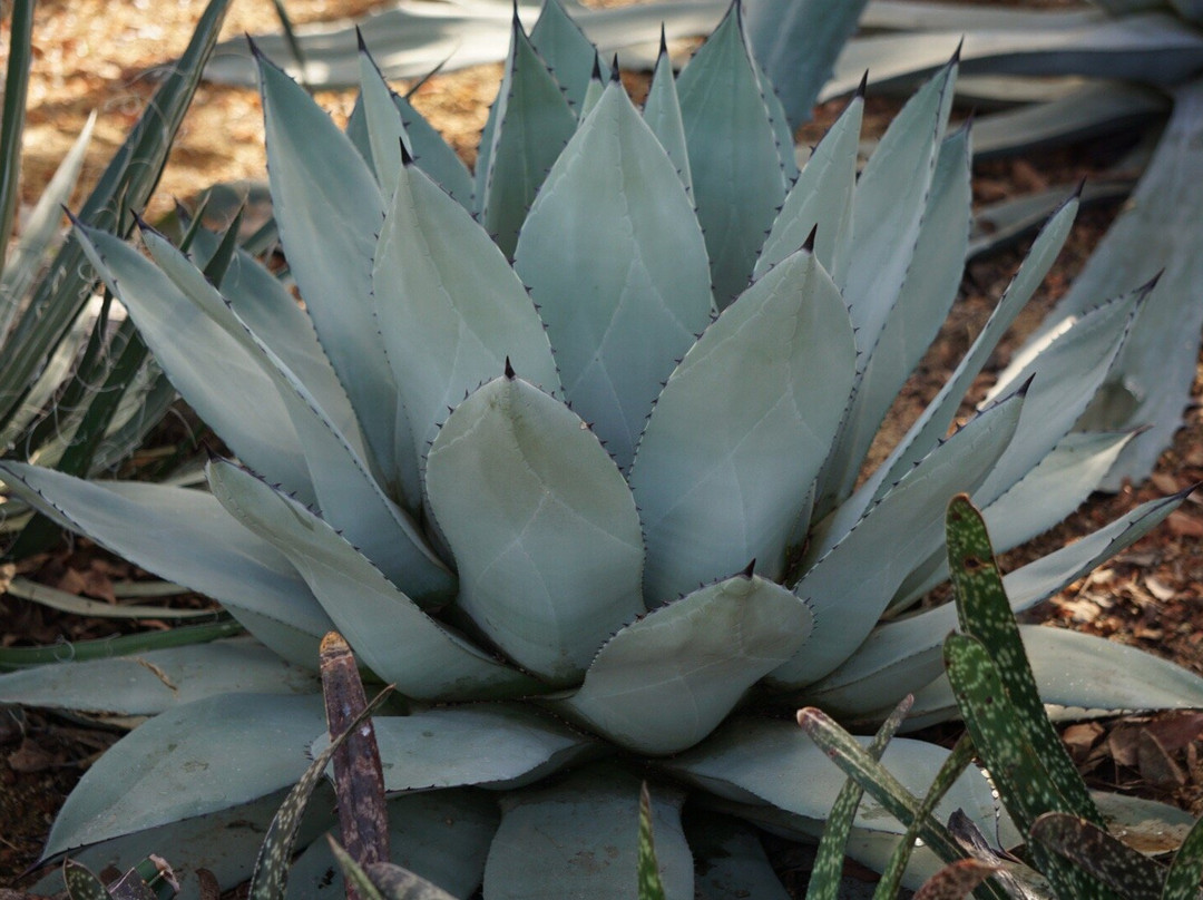 Oak Park Conservatory-奥克帕克必去景点