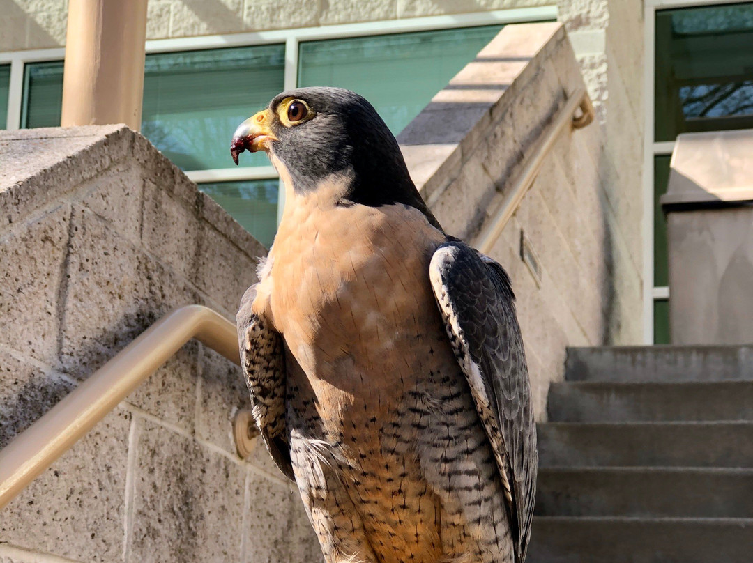 Lindsay Wildlife Museum-核桃溪必去景点