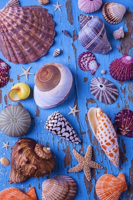 Isfahan Seashell Museum景点图片
