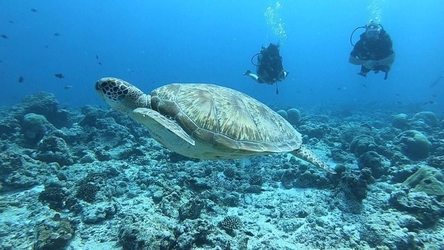 Eco Dive Club景点图片