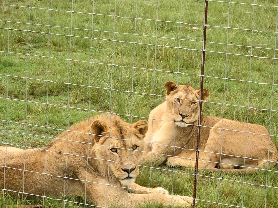 Plettenberg Bay Game Reserve-普利登堡湾必去景点