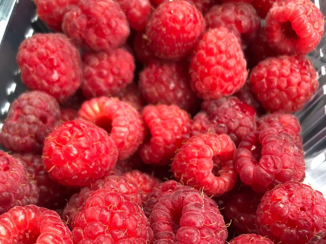 La Frambueseria-Lago Puelo必去景点