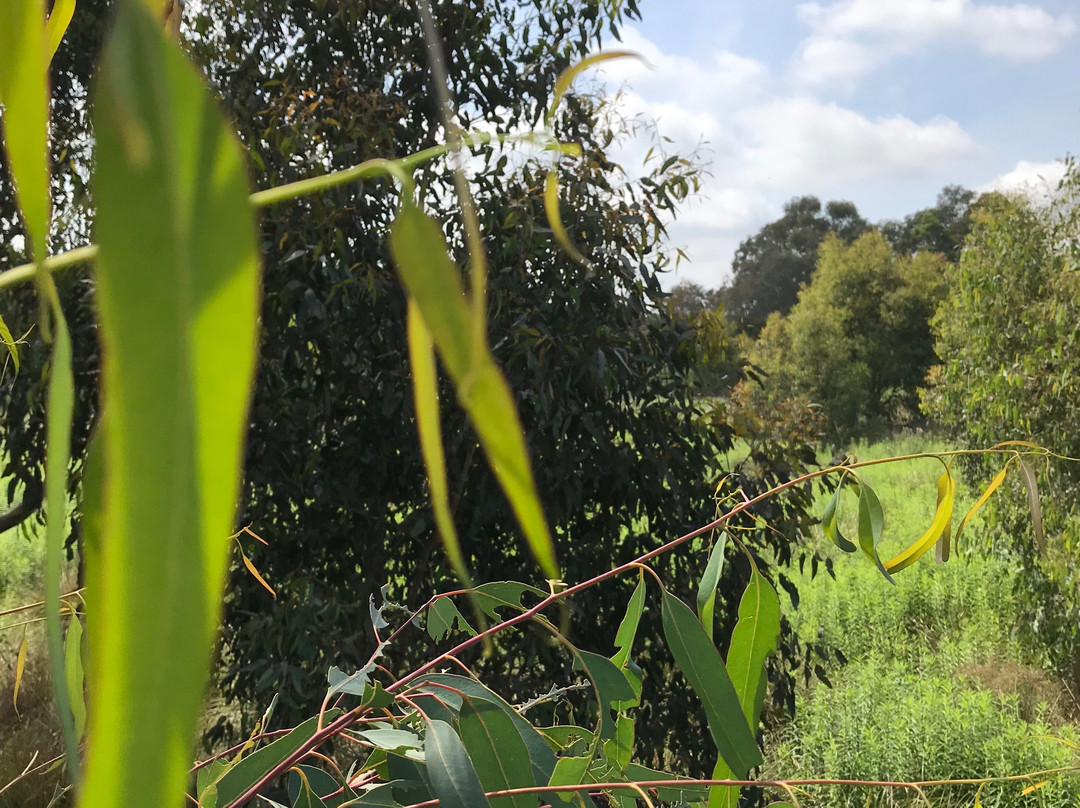 Macalister Wetland Reserve-Maffra必去景点