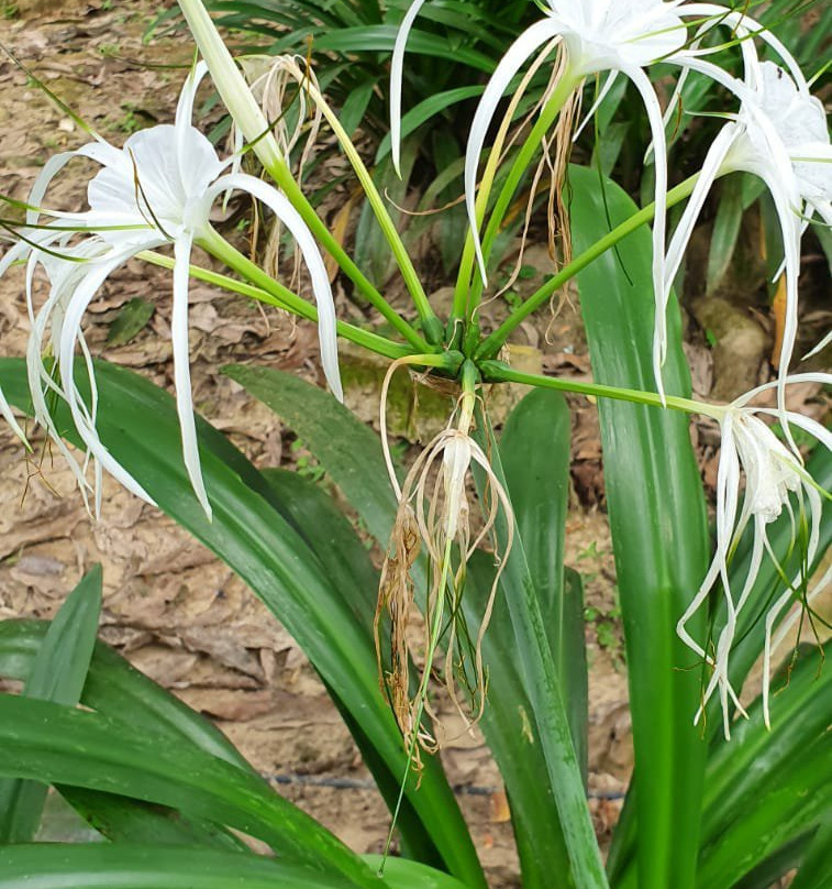 Taman Negara National Park-吉兰丹必去景点