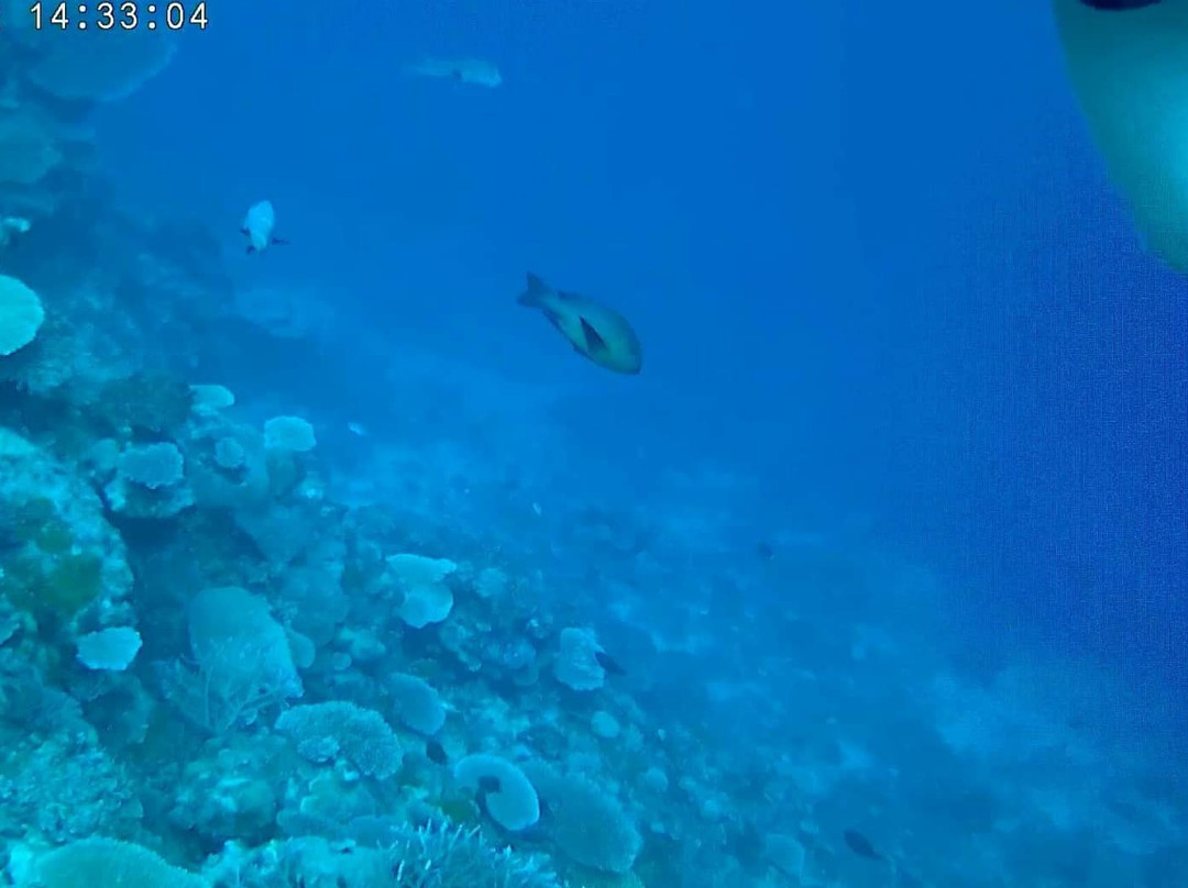 Big Blue Scuba Diving景点图片