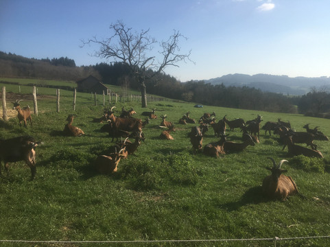 Gibles旅游攻略图片