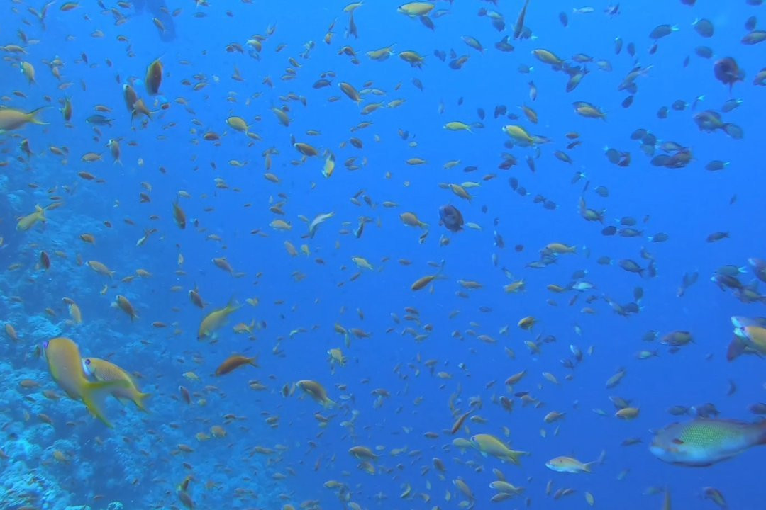 Jackson Reef-红海和西奈半岛必去景点