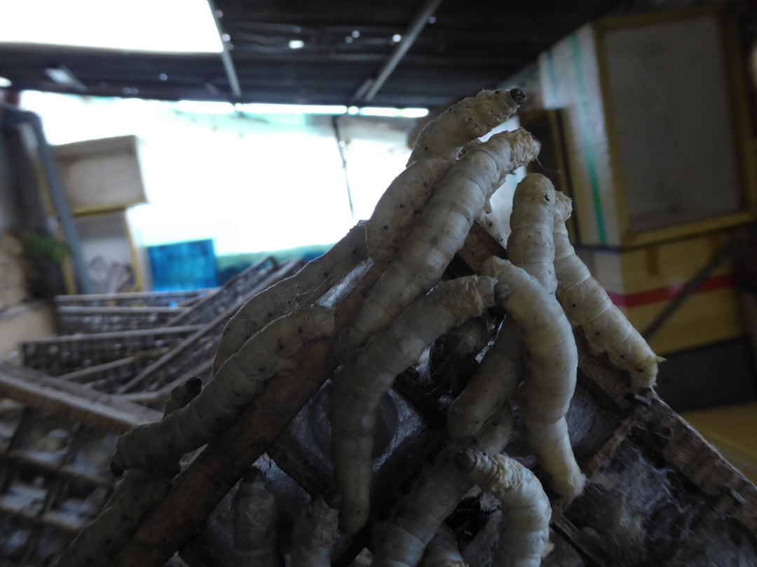 Thien An Cricket Farm-Lam Dong必去景点