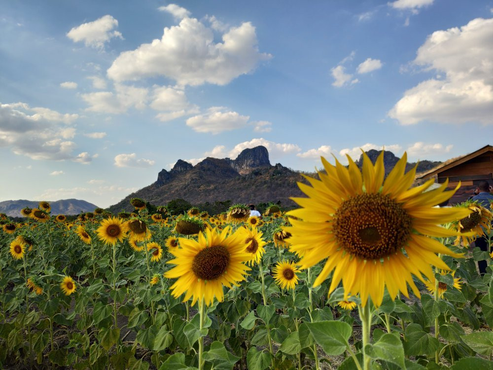 Khao Jeen Lae Sunflower Field景点图片
