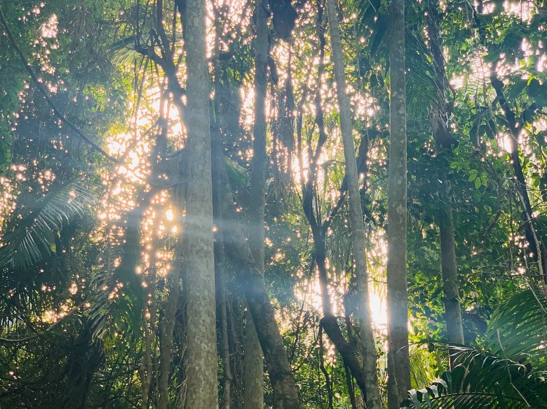 Tamborine Rainforest Skywalk景点图片