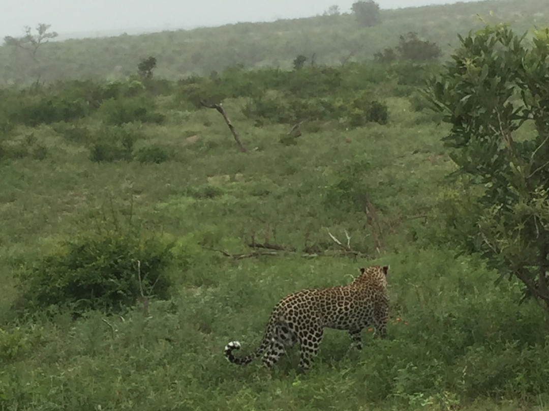 Malelane Gate, Kruger National Park景点图片
