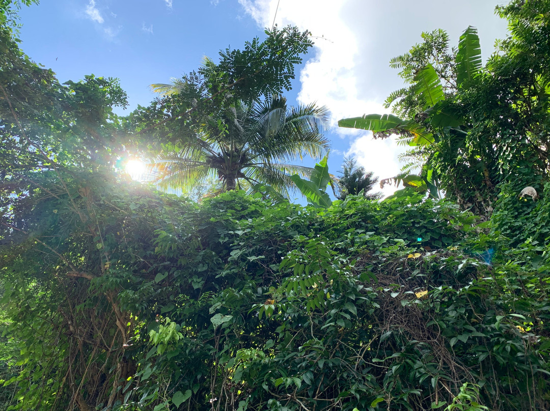 Bim's Jamaican Jungle Adventure Hike景点图片