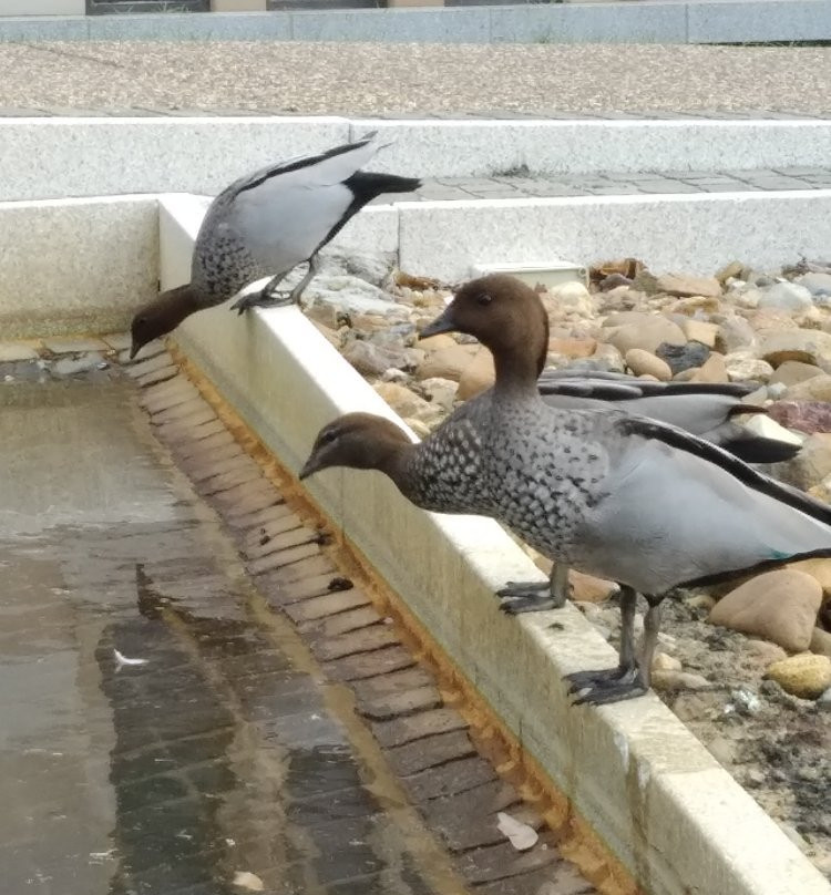 University of Queensland-布里斯班必去景点