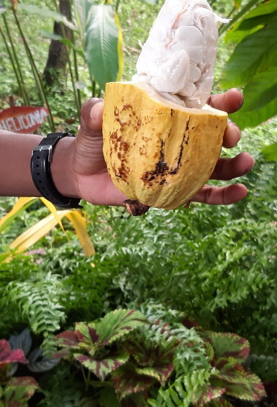 Zeyah Tours & Services-Morne Rouge必去景点