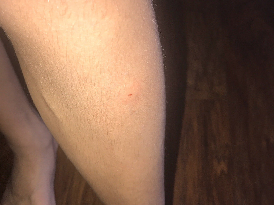 Baymont by Wyndham Orangeburg North主图