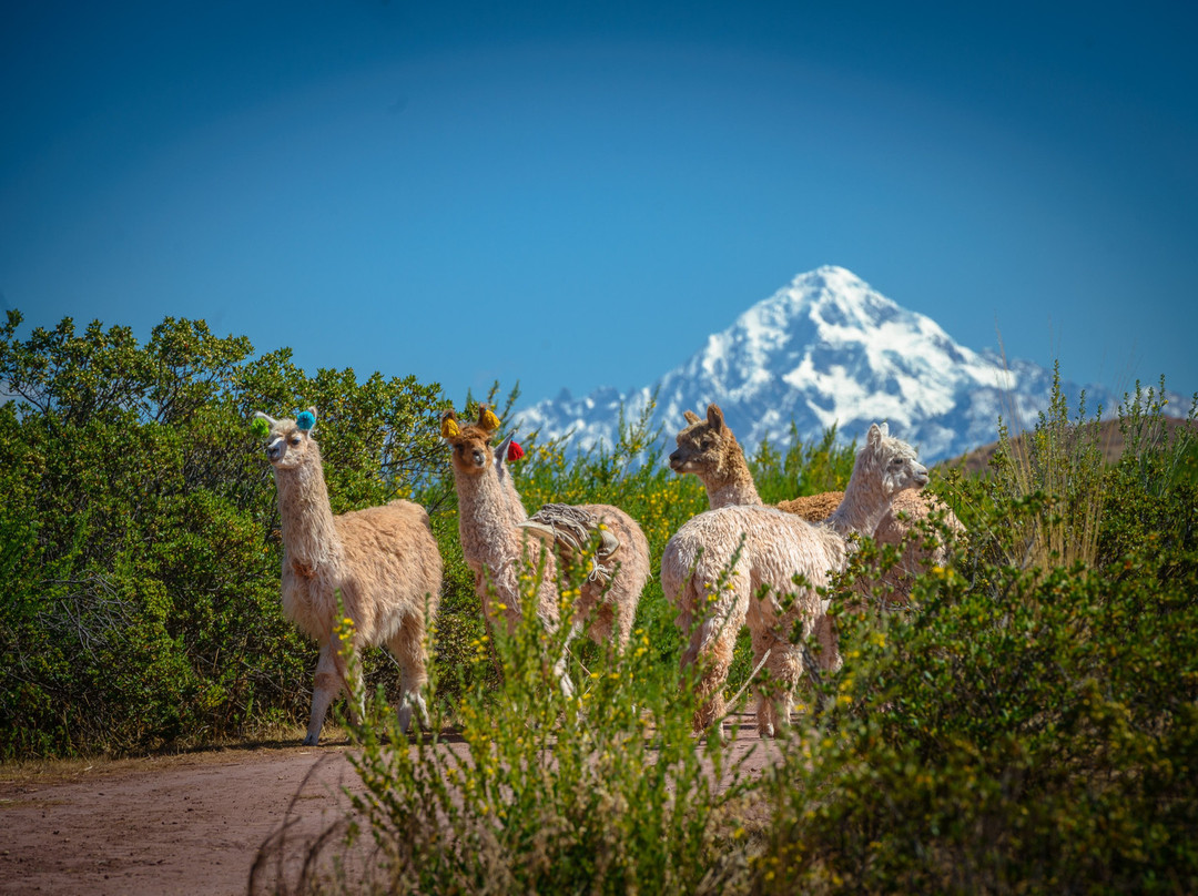 Alpaca Trek Adventures景点图片