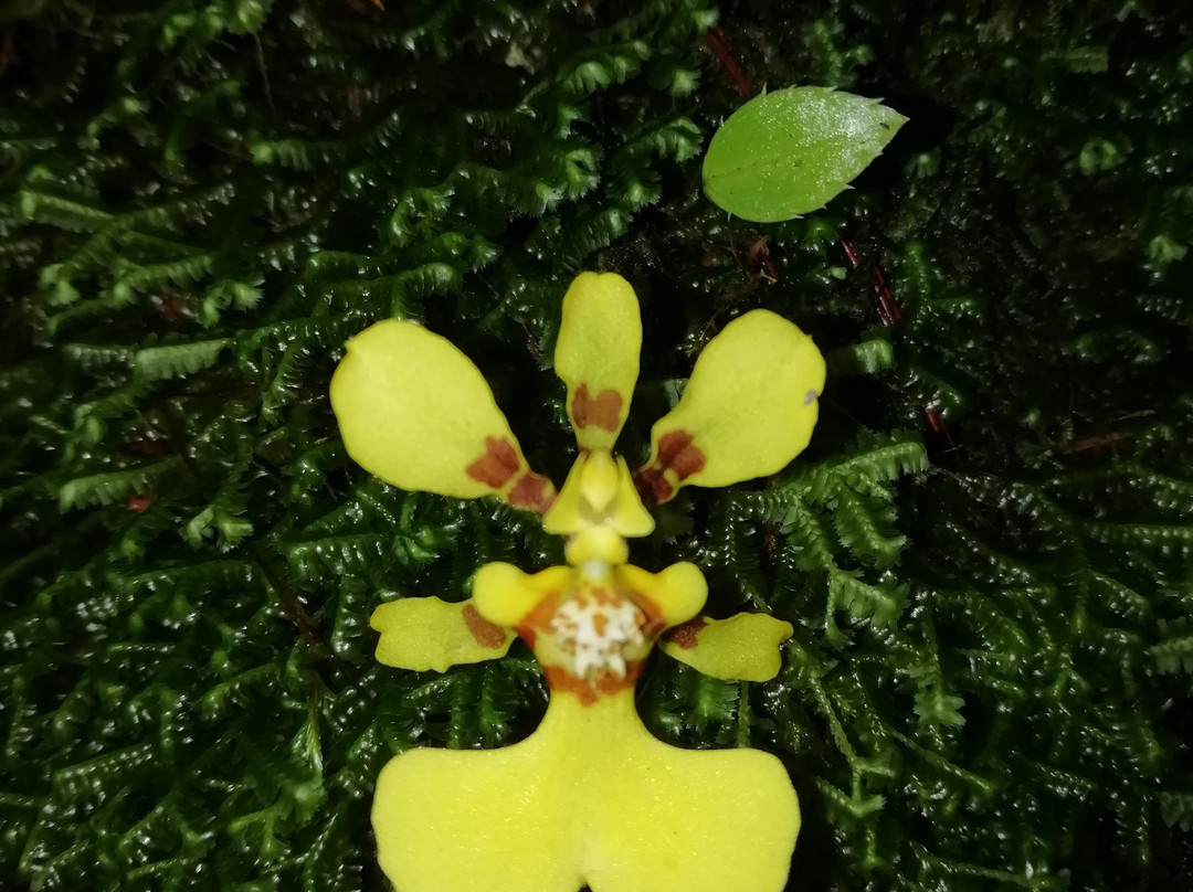 Boquete Tree Trek Mountain Resort主图