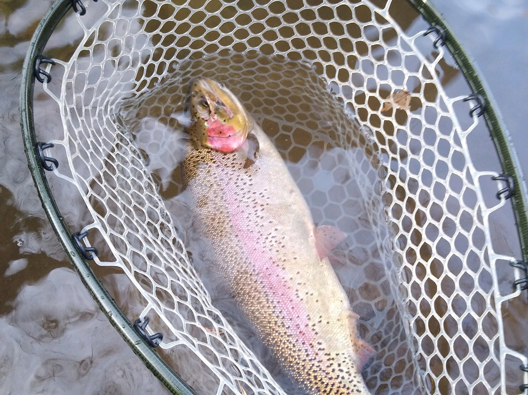 Fly Shop Company景点图片
