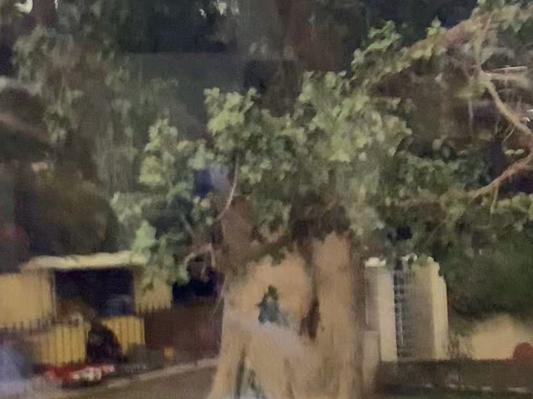 Zaccheus' Tree-Jericho必去景点