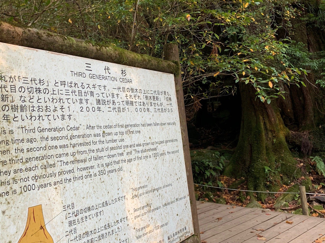Jomonsugi景点图片
