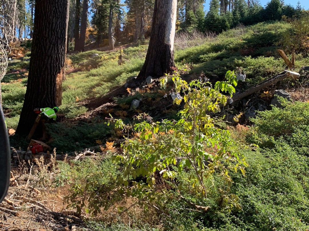 Tuolumne Grove of Giant Sequoias-优胜美地国家公园必去景点