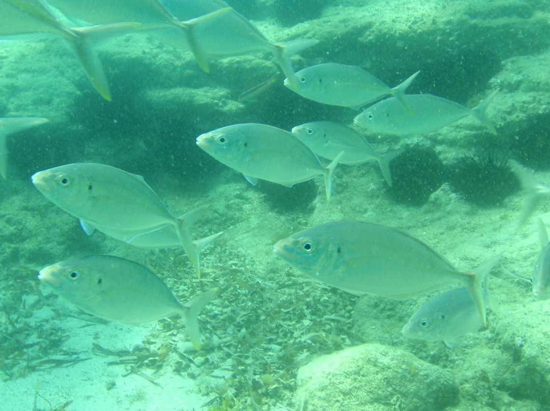 Dive Jervis Bay景点图片