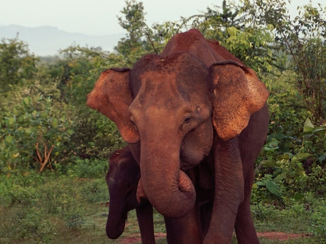 Udawalawe Safari by Leel.-乌达瓦拉瓦必去景点