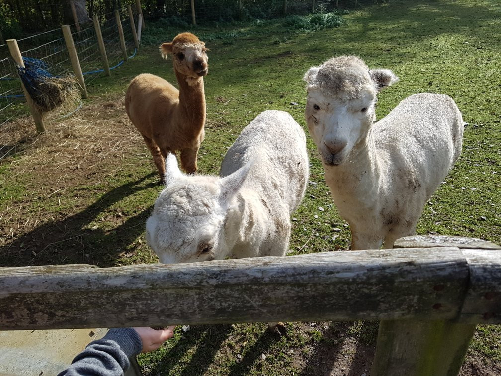 Dwyfor Ranch Rabbit Farm and Animal Park-Llanystumdwy必去景点