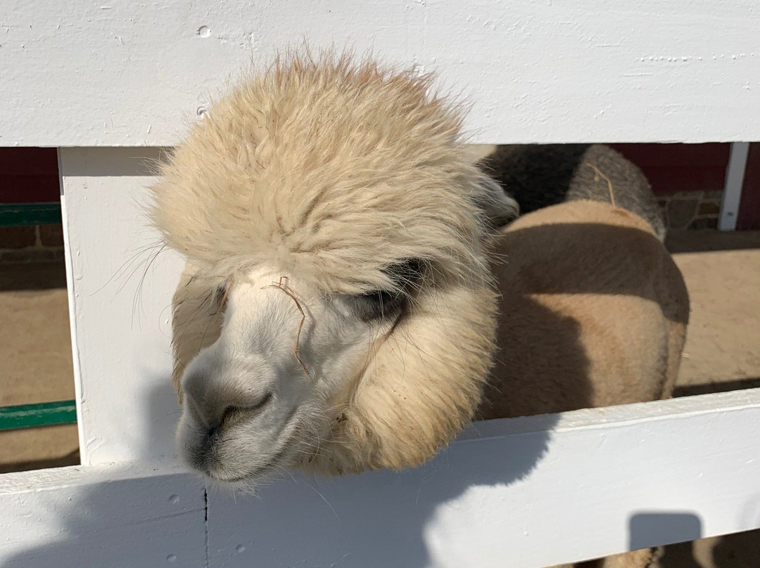 Bluebird Farm Alpacas-Peapack-Gladstone必去景点