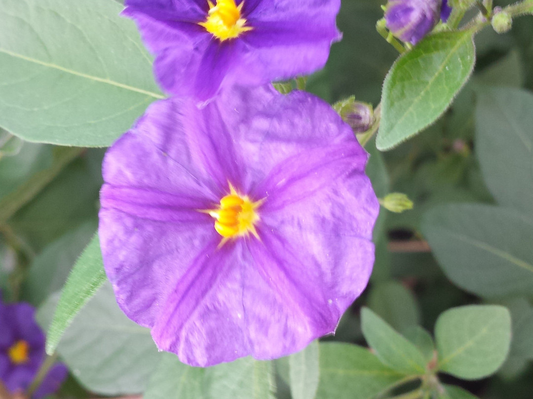 Camifolia Garden-Chemille必去景点