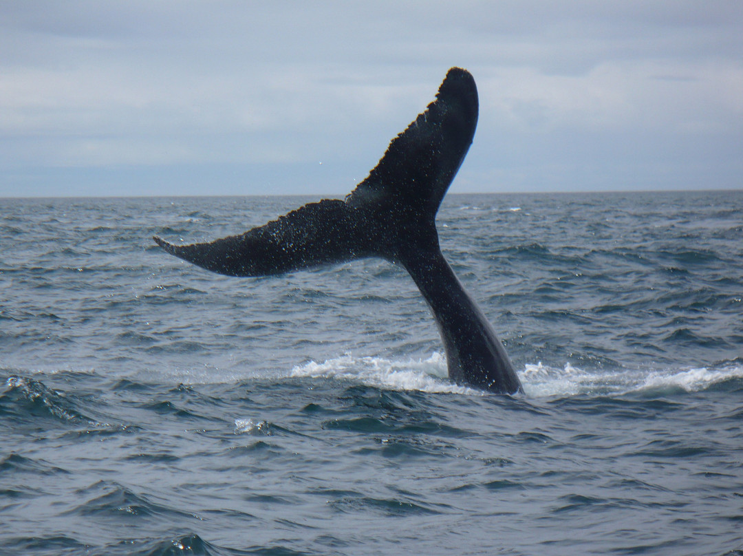 Mariner Cruises Whale and Seabird Tours景点图片