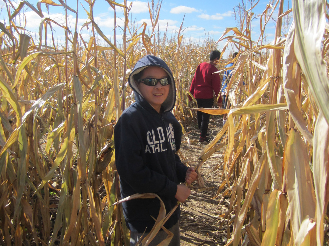 Reesor Farm Market-万锦市必去景点