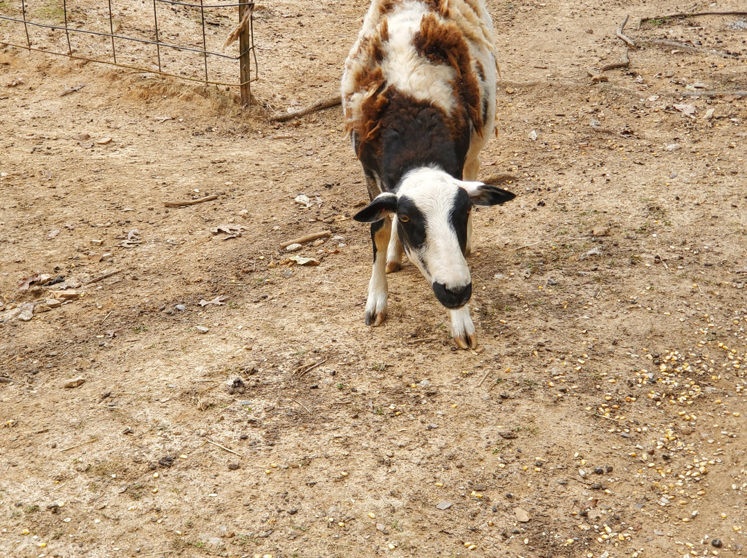 Christian Way Farm & Mini Golf景点图片