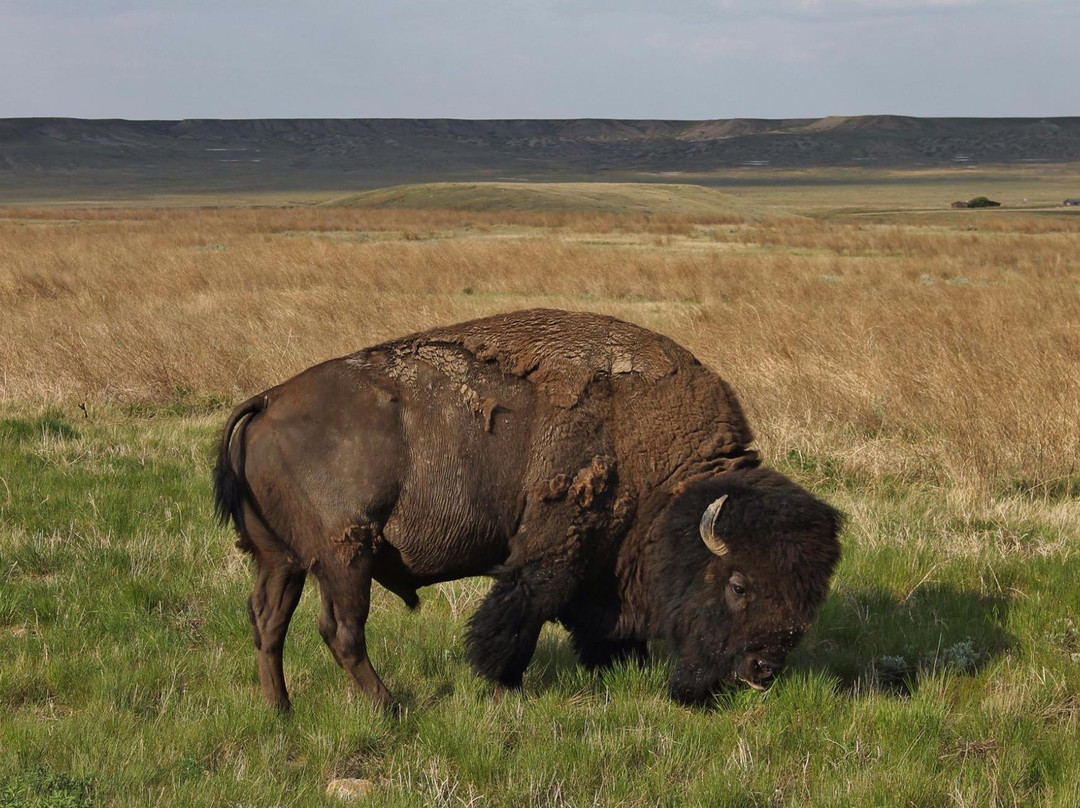Grasslands Gallery景点图片