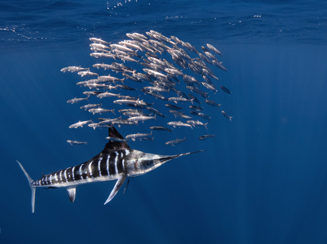 Nomad Diving-拉巴斯必去景点