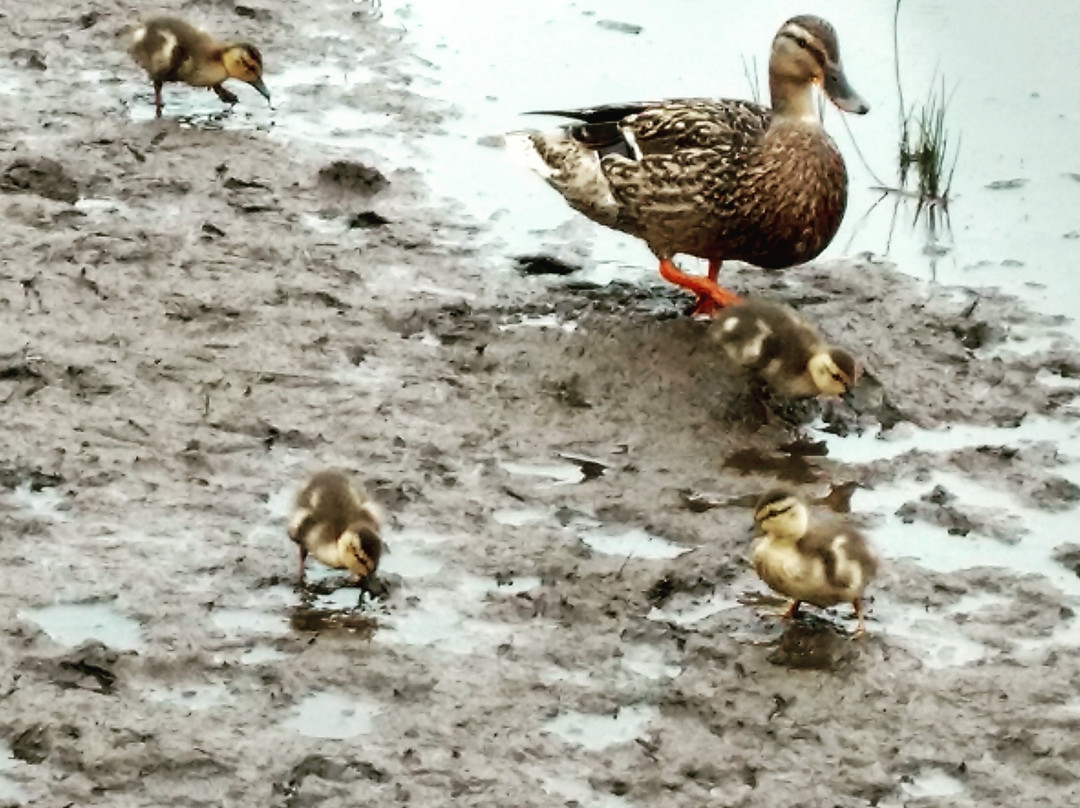 Fanno Creek Greenway Trail-比弗顿必去景点