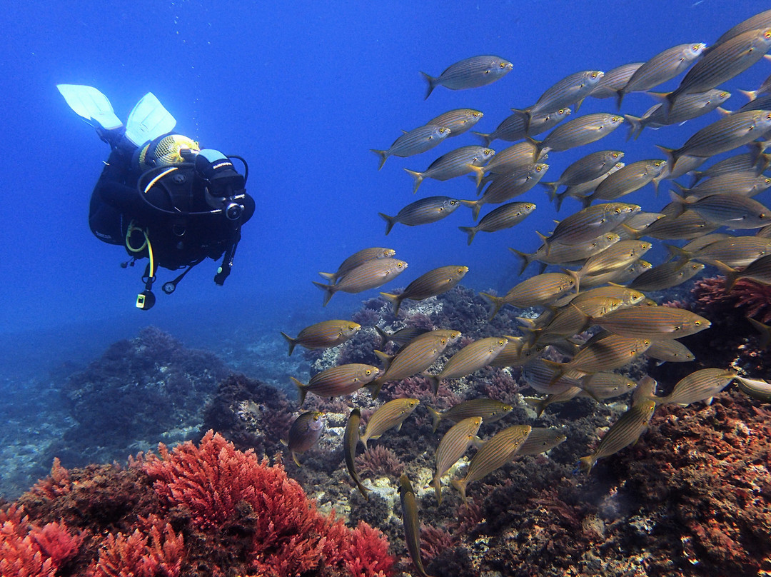 Diving With Nic-米哈斯必去景点