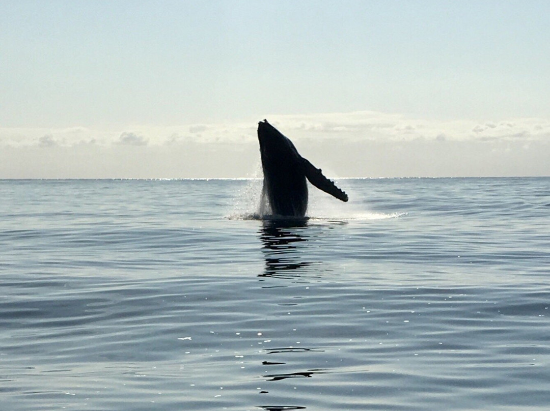 Blue Bay Whale Watching景点图片