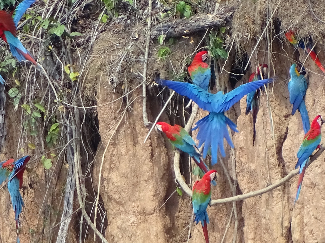 Chuncho Macaw Clay Lick景点图片