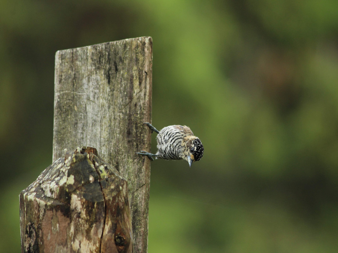 Rota das Araucarias-Sao Bento do Sapucai必去景点