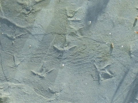 Empreintes des Pattes des Oiseaux Marins-La Robine-sur-Galabre必去景点