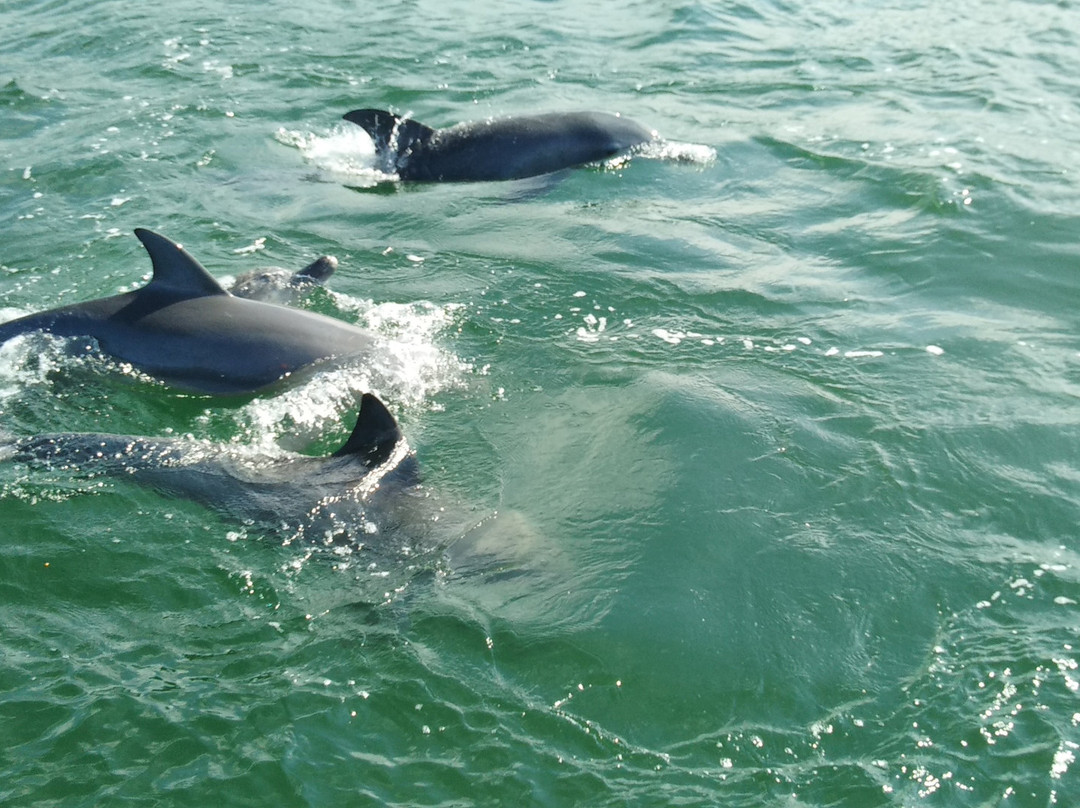 Dolphin Marine World景点图片
