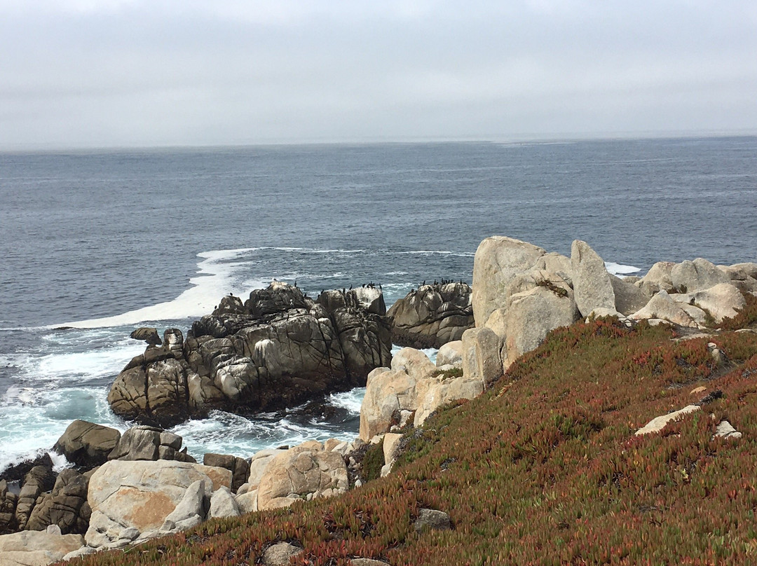 Ghost Tree-圆石滩必去景点