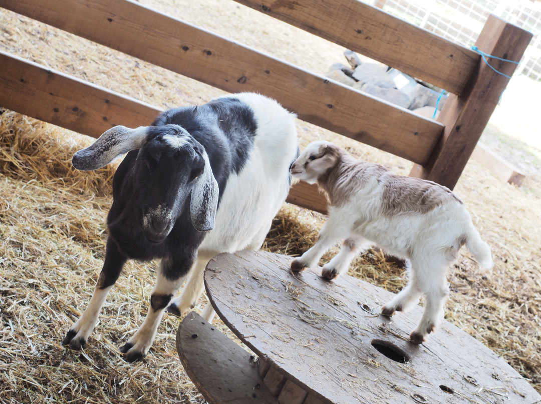 Creswick Woollen Mills-Creswick必去景点