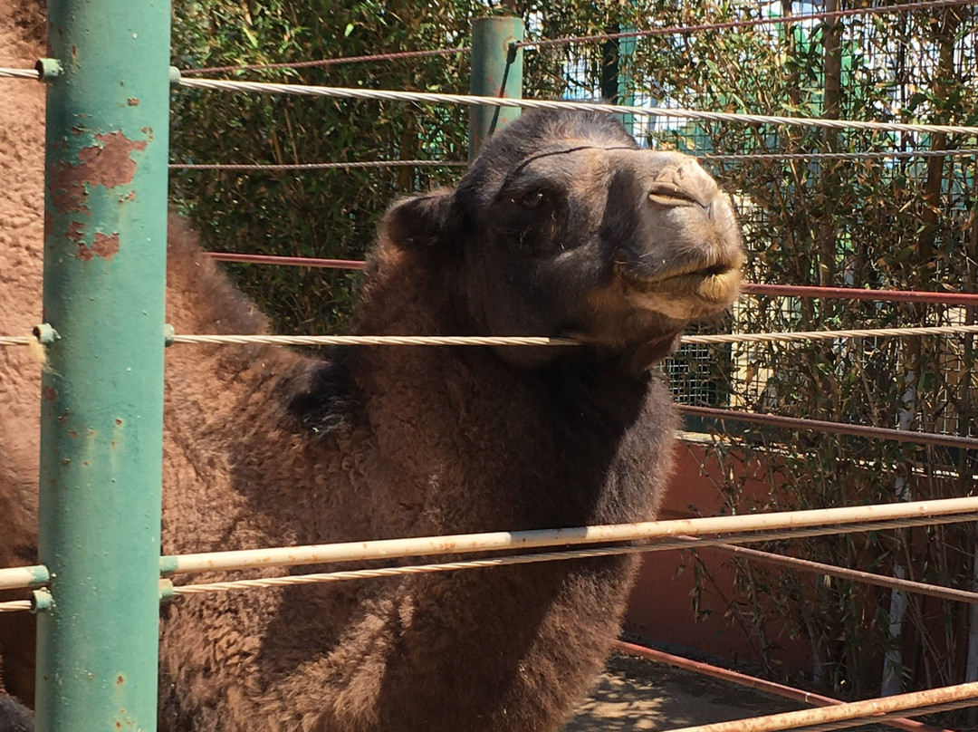 Zoologico Parque del Nino景点图片