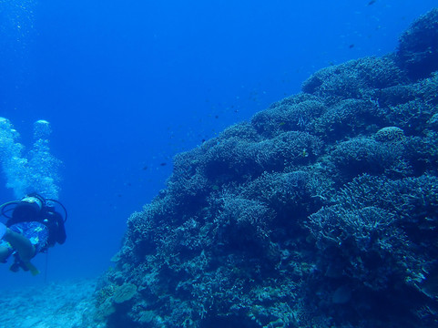 Dive 7 Seas Okinawa-名护市必去景点