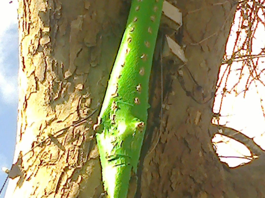 Mystery In The Trees-瓦南布尔必去景点