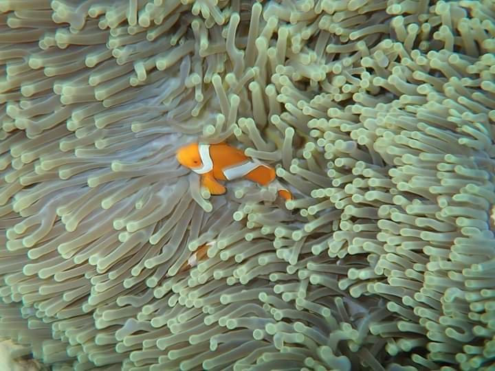 Snorkeling Menjangan景点图片